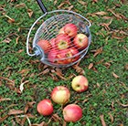 Apple time
