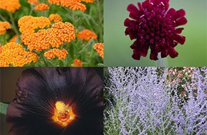 Plant Combination 'Dry Sun'