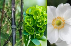 Plant Combination 'Less is more'