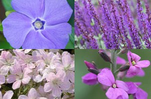Plant Combination 'Long Flowering'