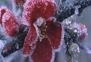 Crocus care tips
