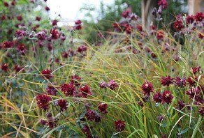 Crocus care tips