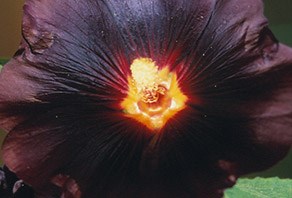 Crocus care tips