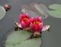 Pond Plants