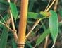 Bamboo