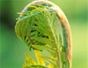 Ferns