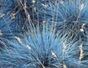Grass