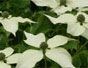 Specimen Shrubs