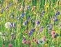 Wildflowers