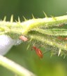 Pests & diseases