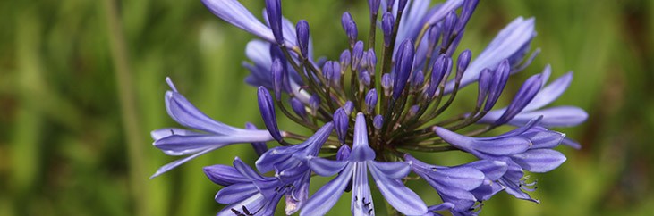 African Lily