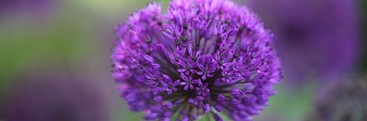 Alliums