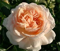 New on the nursery