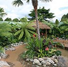 Jungle 