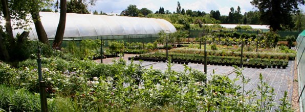 picture of crocus nursery