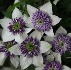 Clematis florida var. sieboldiana