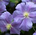 Clematis Perle d'Azur