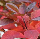 Cotinus Grace