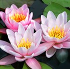 water lily