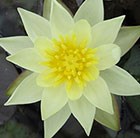 water lily