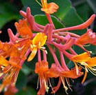 Lonicera Mandarin