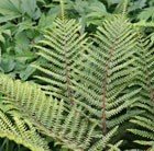 Polystichum polyblepharum