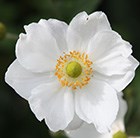 Anemone × hybrida Honorine Jobert