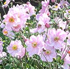 Anemone × hybrida Königin Charlotte
