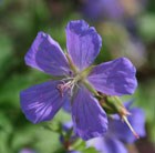 Geranium himalayense Gravetye