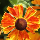 Helenium Waldtraut