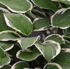 Hosta Francee (fortunei)