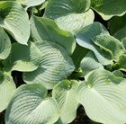 Hosta sieboldiana var. elegans