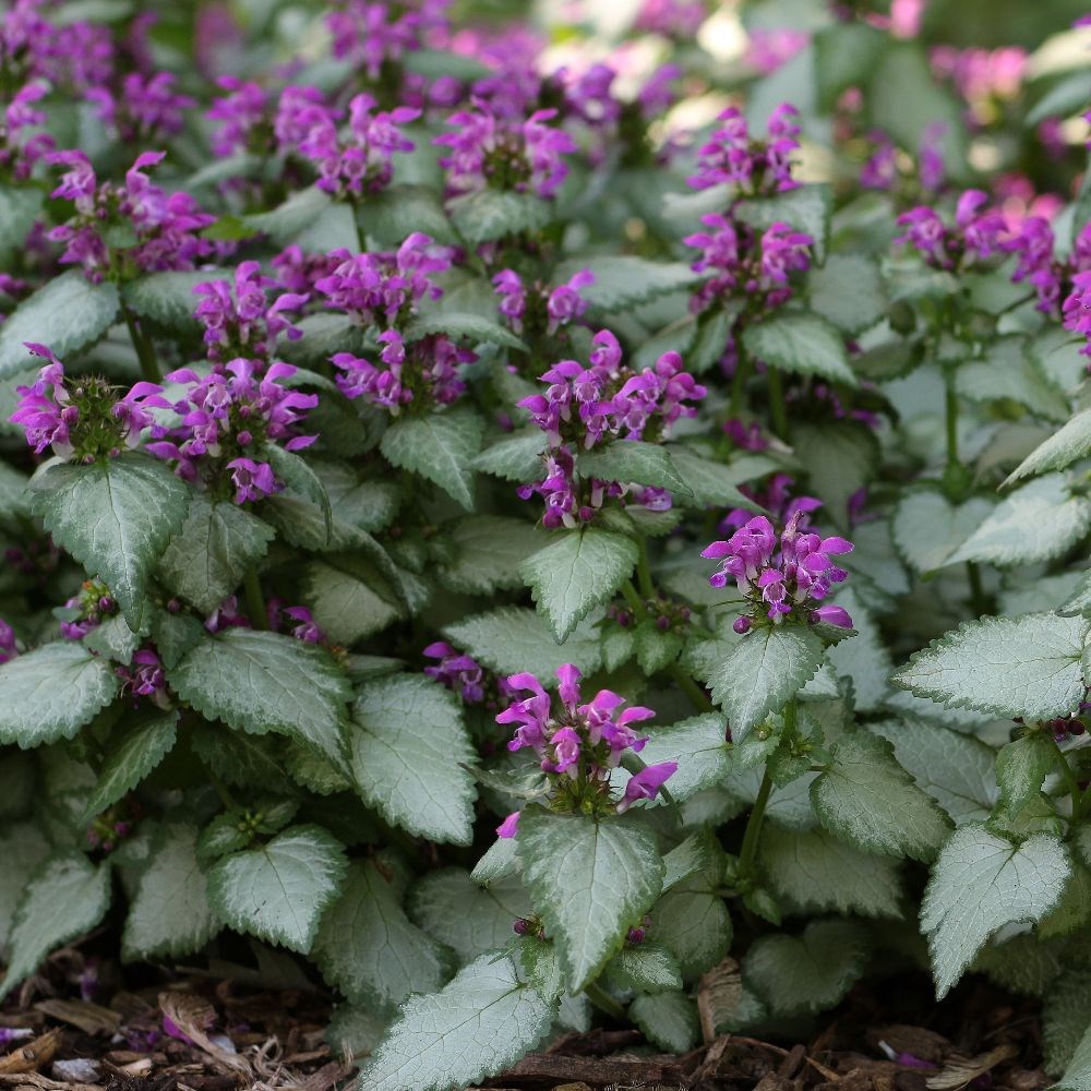 dead nettle dead nettle