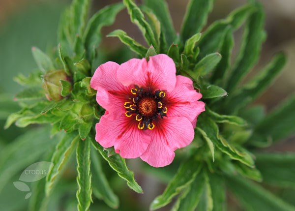 cinquefoil cinquefoil