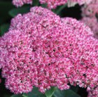 Sedum (Herbstfreude Group) Herbstfreude