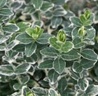 Euonymus fortunei Emerald Gaiety