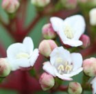 Viburnum tinus