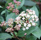 Viburnum tinus Eve Price