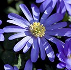 Anemone blanda