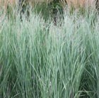 Panicum virgatum Heavy Metal