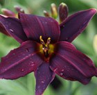 Hemerocallis American Revolution