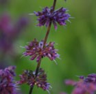 Salvia verticillata Purple Rain