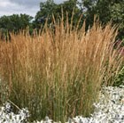 Calamagrostis × acutiflora Karl Foerster