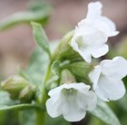 Pulmonaria Sissinghurst White