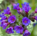 Pulmonaria Diana Clare