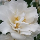 Camellia japonica Silver Anniversary