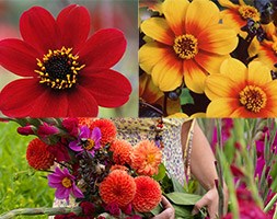 Crocus collections