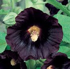 Alcea rosea Nigra
