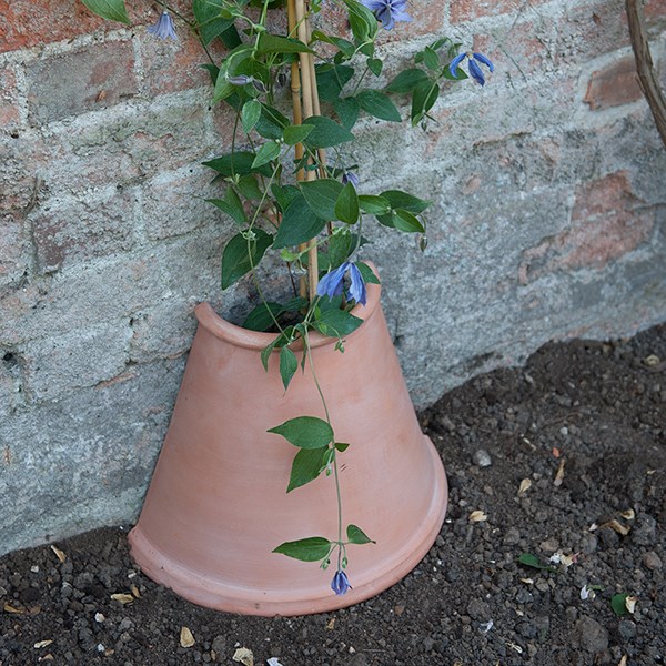 clematis root protector £ 19 99 within 2 3 days exc weekends clematis