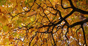 Autumn landscape